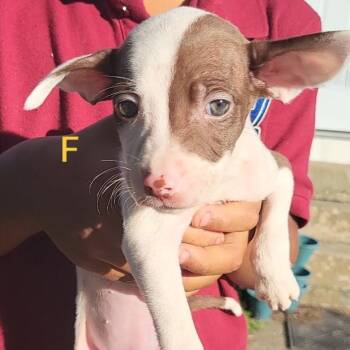 Salsa -  German Shorthaired Pointer and Mixed Breed Dog for Adoption in New Orleans, Louisiana - Salsa | PetCurious