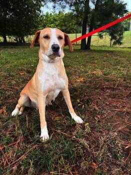 Autumn -  Pit Bull Terrier Dog for Adoption in Tulsa, Oklahoma - Autumn | PetCurious