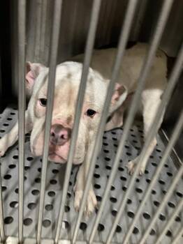 Mixed Breed Dogs Available for Adoption in Dallas, Texas - BIG MAMA | PetCurious