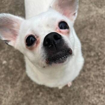 Jojo -  Chihuahua and Pug Dog for Adoption in Warren, Rhode Island - Jojo | PetCurious