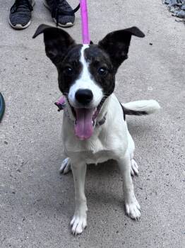Russell -  Jack Russell Terrier and Border Collie Dog for Adoption in Grafton, West Virginia - Russell | PetCurious