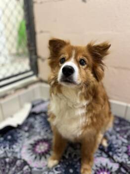 Max -  Shepherd Dog for Adoption in Upper Sandusky, Ohio - Max | PetCurious