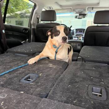 Louie -  Cattle Dog Dog for Adoption in Columbus, North Carolina - Louie | PetCurious