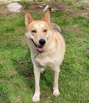 German Shepherd Dog Dogs Available for Adoption in Dyer, Indiana - Weda | PetCurious