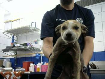 GRU -  Australian Cattle Dog Blue Heeler and Mixed Breed Dog for Adoption in Albuquerque, New Mexico - GRU | PetCurious