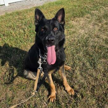 Ari -  German Shepherd Dog Dog for Adoption in Breese, Illinois - Ari | PetCurious
