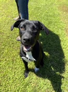 Hope -  Black Labrador Retriever Dog for Adoption in Delhi, New York - Hope | PetCurious