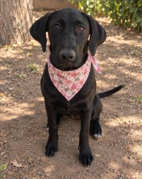 Dottie -  Labrador Retriever Dog for Adoption in Phoenix, Arizona - Dottie | PetCurious