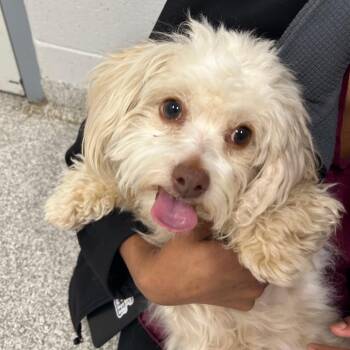 Mixed Breed Dogs Available for Adoption - Lily | PetCurious