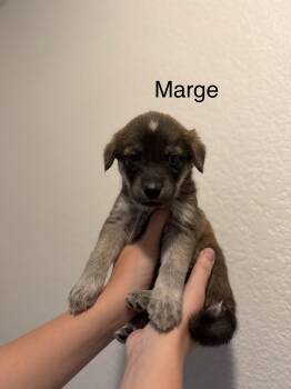 Anatolian Shepherd Dogs Available for Adoption - Marge | PetCurious