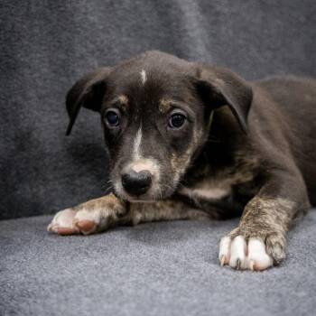 Goldfish -  Mixed Breed Dog for Adoption in Cheyenne, Wyoming - Goldfish | PetCurious