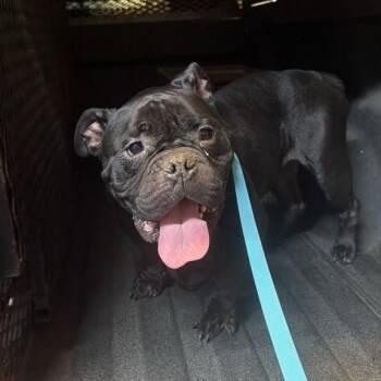 Rey Mysterio -  Mixed Breed Dog for Adoption in Gadsden, Alabama - Rey Mysterio | PetCurious