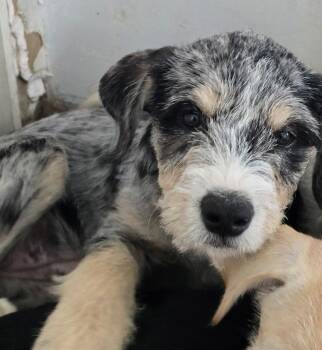Willow -  Giant Schnauzer and Australian Cattle Dog Blue Heeler Dog for Adoption in Longview, Texas - Willow | PetCurious