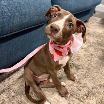 Mina -  Black Mouth Cur Dog for Adoption in Tampa, Florida - Mina | PetCurious