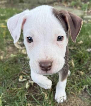 Diesel -  Pit Bull Terrier Dog for Adoption in Oxford, Michigan - Diesel | PetCurious