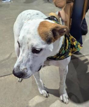 Daisy -  American Staffordshire Terrier Dog for Adoption in Tulsa, Oklahoma - Daisy | PetCurious
