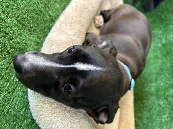 Athena -  Mixed Breed Dog for Adoption in San Diego, California - Athena | PetCurious