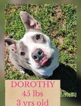 DOROTHY -  Mixed Breed Dog for Adoption in Holbrook, New York - DOROTHY | PetCurious