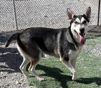 Rescue Husky and German Shepherd Dog Dogs for Adoption in Pahrump, Nevada - Freya (Luna ) (Liberty P3) | PetCurious