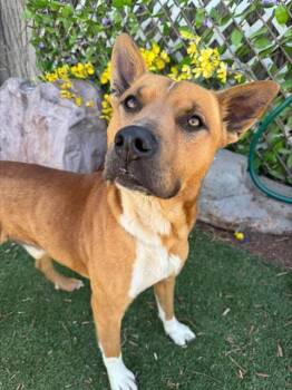 Canaan Dog and Mixed Breed Dogs Available for Adoption - RODGER | PetCurious