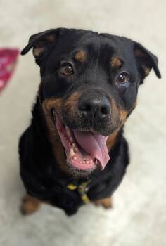 Luna -  Rottweiler Dog for Adoption in Salt Lake City, Utah - Luna | PetCurious