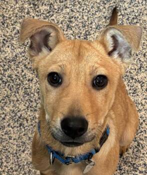 German Shepherd Dog Dogs Available for Adoption in Golden, Colorado - Leal | PetCurious