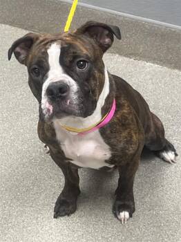 BIG MAMA -  Pit Bull Terrier and Mixed Breed Dog for Adoption in Las Vegas, Nevada - BIG MAMA | PetCurious