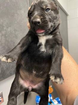 Tote pup 3 -  Mixed Breed Dog for Adoption in Henderson, North Carolina - Tote Pup 3 | PetCurious