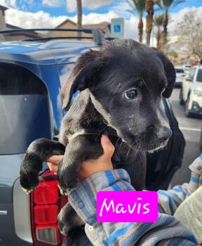 Pit Bull Terrier Dogs Available for Adoption - MAVIS | PetCurious