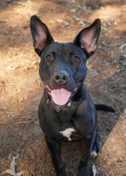 Mixed Breed Dogs Available for Adoption in Aiken, South Carolina - Marina 59076 | PetCurious