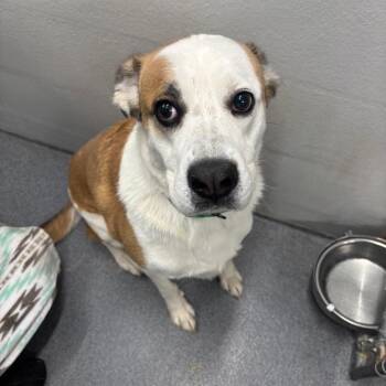 Jax -  Siberian Husky and German Shepherd Dog Dog for Adoption in Evansville, Indiana - Jax | PetCurious