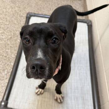 Katherine -  Labrador Retriever Dog for Adoption in Hilton Head Island, South Carolina - Katherine | PetCurious
