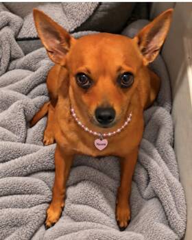 NAOMI -  Chihuahua Dog for Adoption in Grand Prairie, Texas - NAOMI | PetCurious