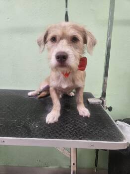 Lhasa Apso Dogs Available for Adoption in Albion, New York - Lennon | PetCurious