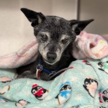 Bernie A2299600 -  Chihuahua Dog for Adoption in Los Angeles, California - Bernie A2299600 | PetCurious