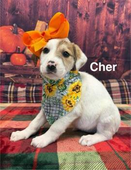 Rescue Great Pyrenees and Mountain Cur Dogs for Adoption in Sparta, New Jersey - Cher | PetCurious