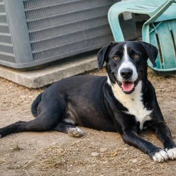 Black Labrador Retriever and Great Dane Dogs Available for Adoption in Mcallen, Texas - Lucy | PetCurious