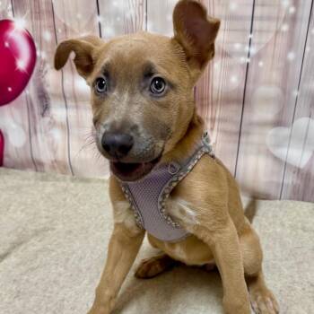 Shepherd and English Bulldog Dogs Available for Adoption - Montana | PetCurious