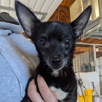 Mixed Breed Dogs Available for Adoption - Maria | PetCurious