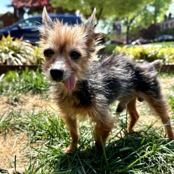 Yorkshire Terrier and Mixed Breed Dogs Available for Adoption in Potomac, Maryland - Benny | PetCurious