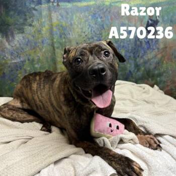 RAZOR -  Mastiff and Mixed Breed Dog for Adoption - RAZOR | PetCurious