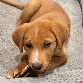 Rescue Mixed Breed Dogs for Adoption in Laramie, Wyoming - Jackie (FTF Program Only) | PetCurious