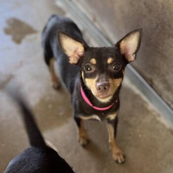 Blossom (Bobcat) -  Chihuahua Dog for Adoption in Edinburg, Texas - Blossom (Bobcat) | PetCurious