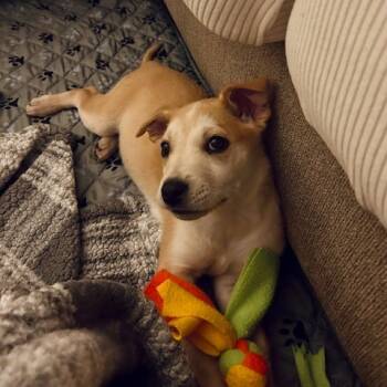 Rescue Mixed Breed Dogs for Adoption in Buffalo, Minnesota - Allure | PetCurious