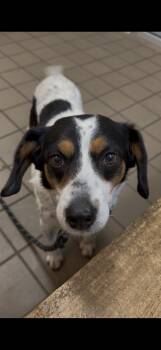 Beagle Dogs Available for Adoption - Ranger | PetCurious