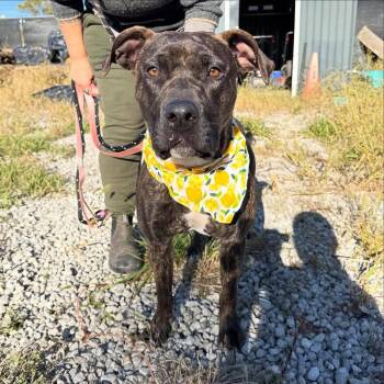 Rescue Pit Bull Terrier Dogs for Adoption in Detroit, Michigan - Harper | PetCurious