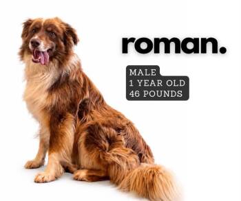 Roman -  Australian Shepherd Dog for Adoption in Ashland, Kentucky - Roman | PetCurious