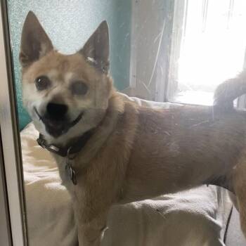 Kharma -  Chihuahua and Shiba Inu Dog for Adoption - Kharma | PetCurious