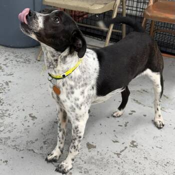 Mixed Breed Dogs Available for Adoption - Smoke | PetCurious