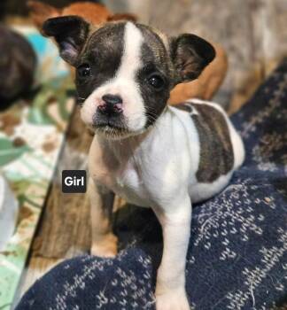 Boston Terrier and Chihuahua Dogs Available for Adoption - Divinity Calligrace | PetCurious